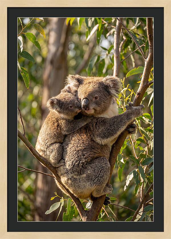 Koala Family In Harmony