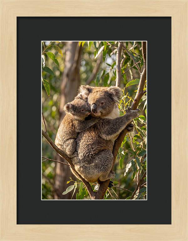 Koala Family In Harmony