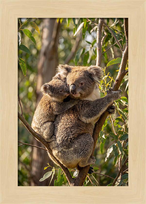 Koala Family In Harmony