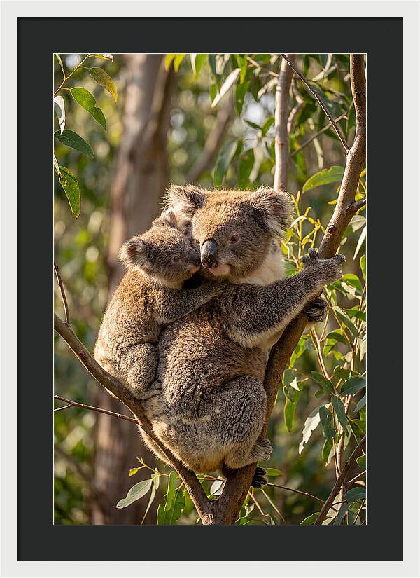 Koala Family In Harmony