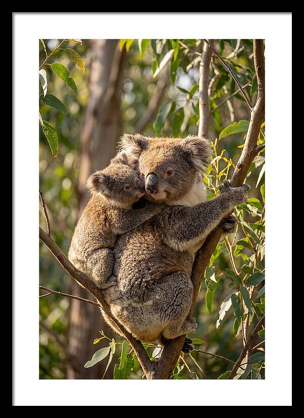 Koala Family In Harmony