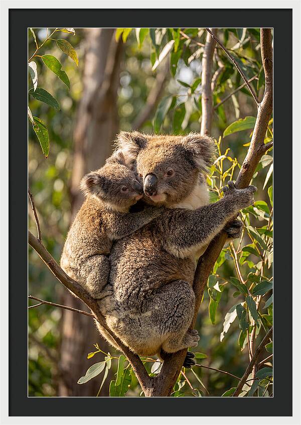 Koala Family In Harmony