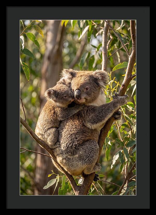 Koala Family In Harmony