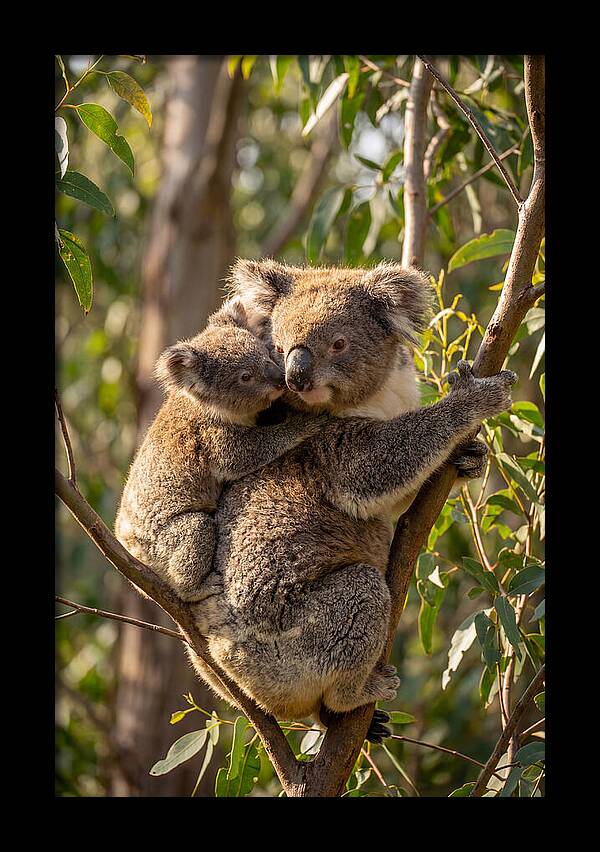 Koala Family In Harmony