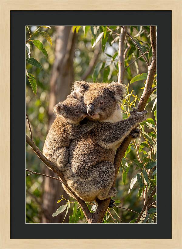 Koala Family In Harmony