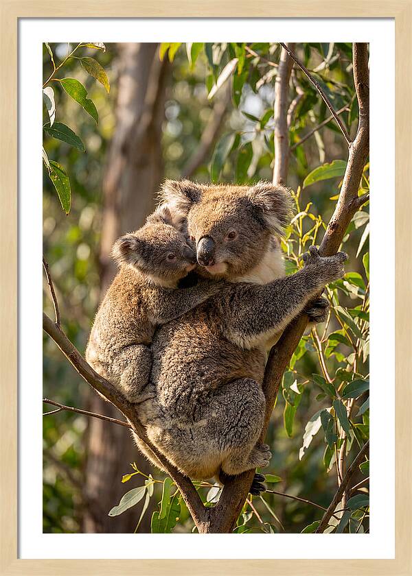 Koala Family In Harmony