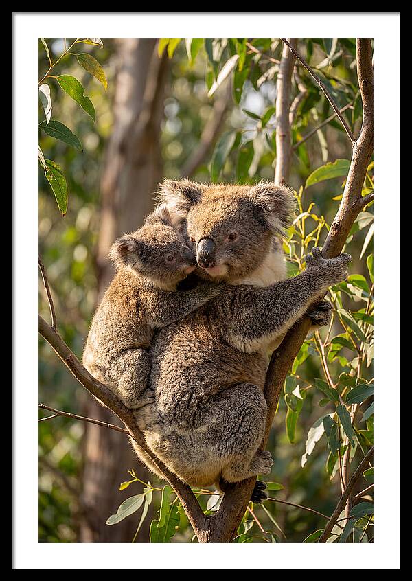 Koala Family In Harmony