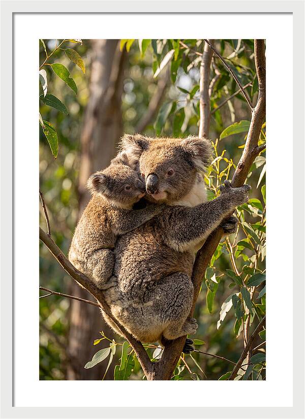 Koala Family In Harmony