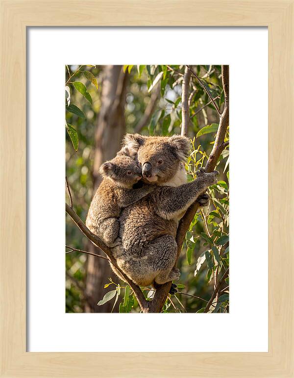 Koala Family In Harmony