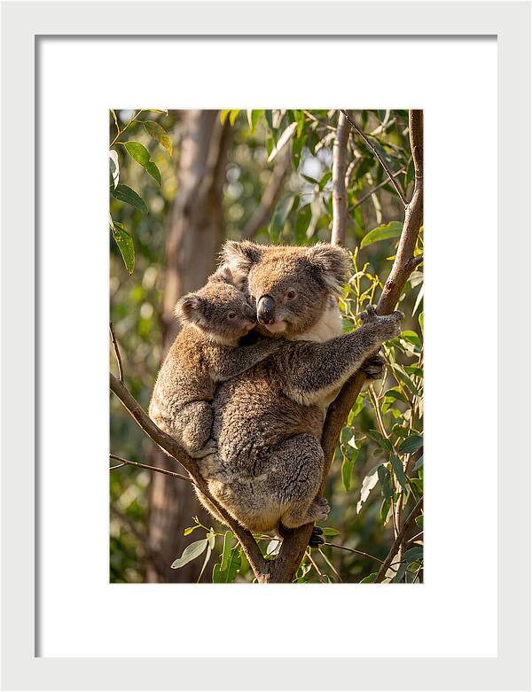 Koala Family In Harmony