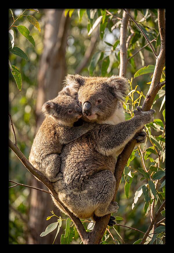 Koala Family In Harmony