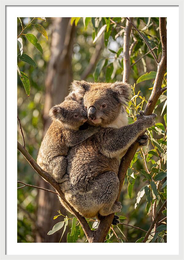 Koala Family In Harmony