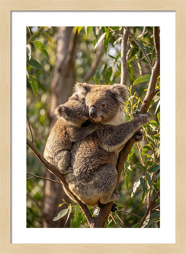 Koala Family In Harmony