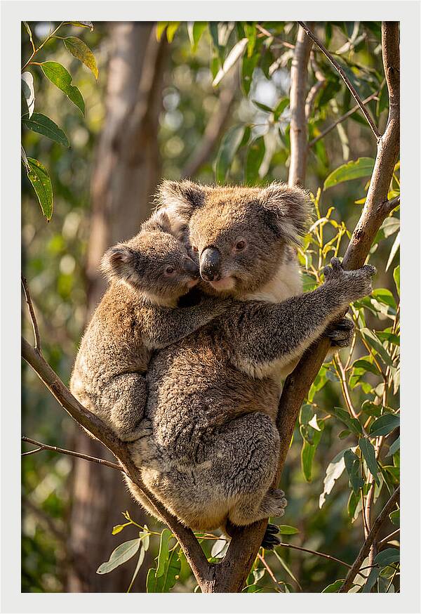 Koala Family In Harmony