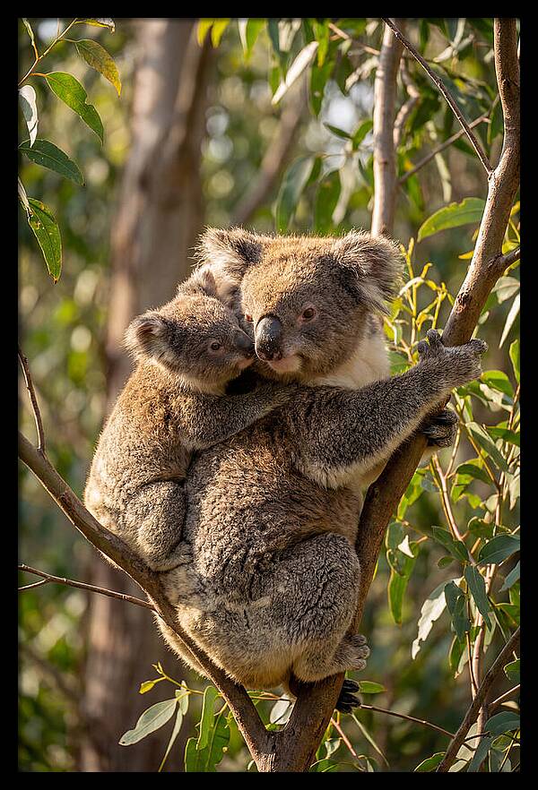 Koala Family In Harmony