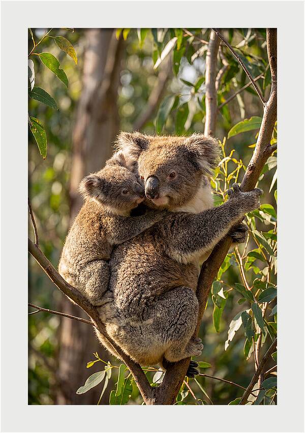 Koala Family In Harmony