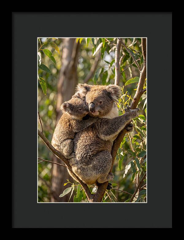 Koala Family In Harmony