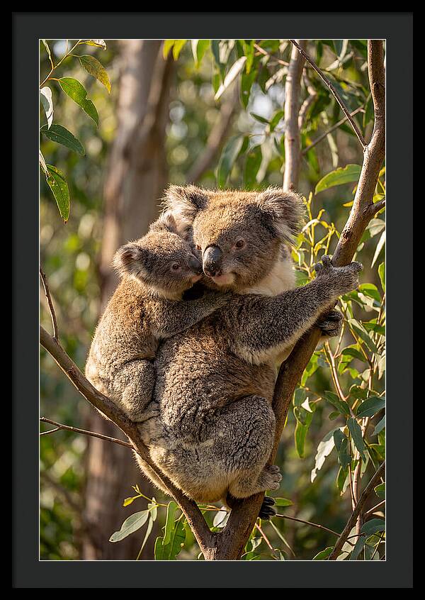 Koala Family In Harmony