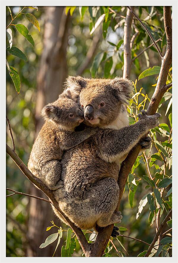 Koala Family In Harmony