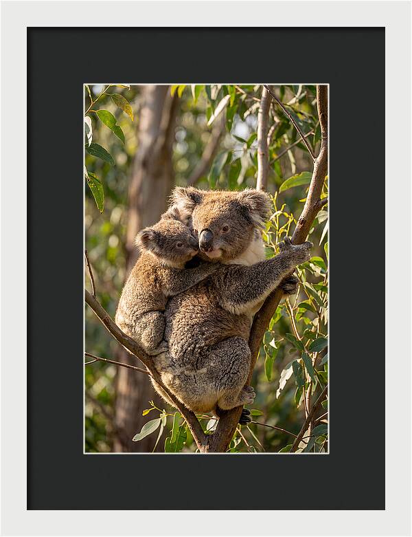 Koala Family In Harmony