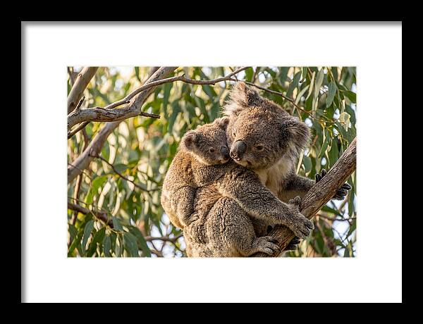 Koala Mother With Joey