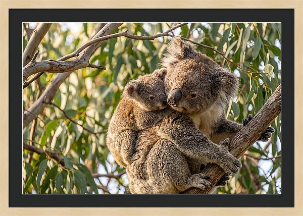 Koala Mother With Joey