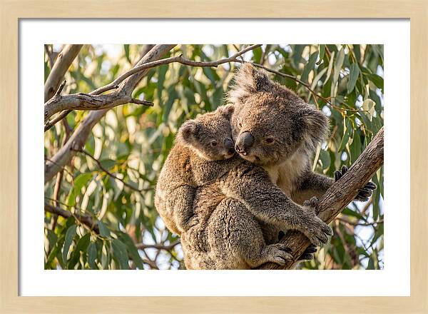 Koala Mother With Joey