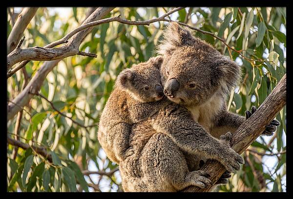 Koala Mother With Joey