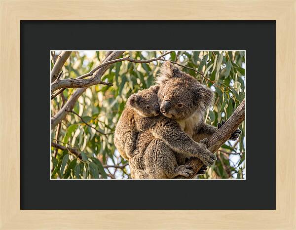 Koala Mother With Joey