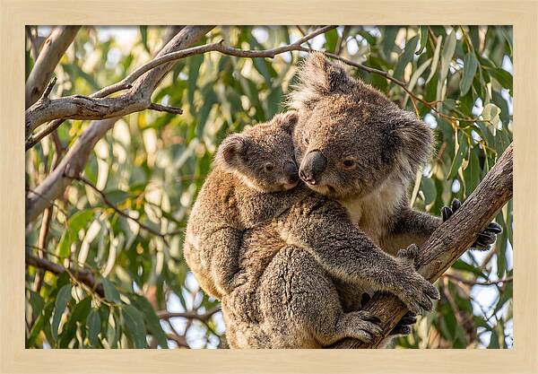 Koala Mother With Joey