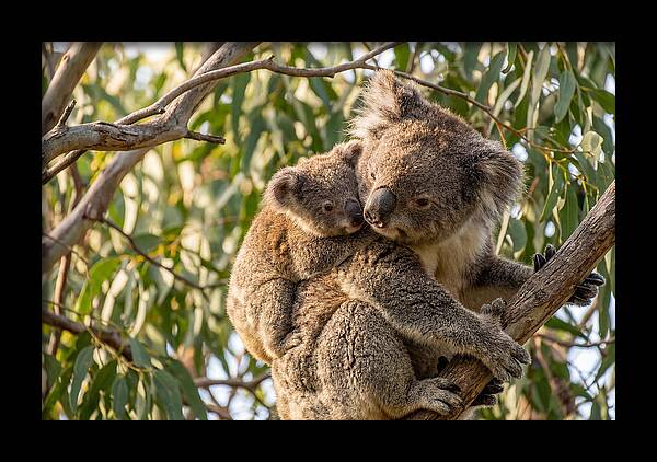 Koala Mother With Joey