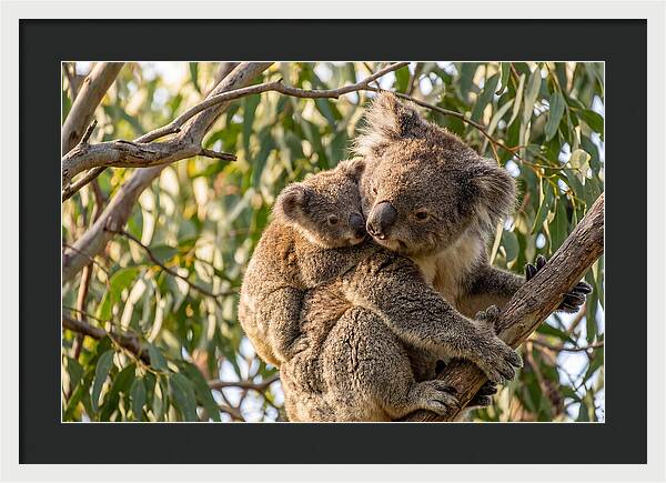 Koala Mother With Joey
