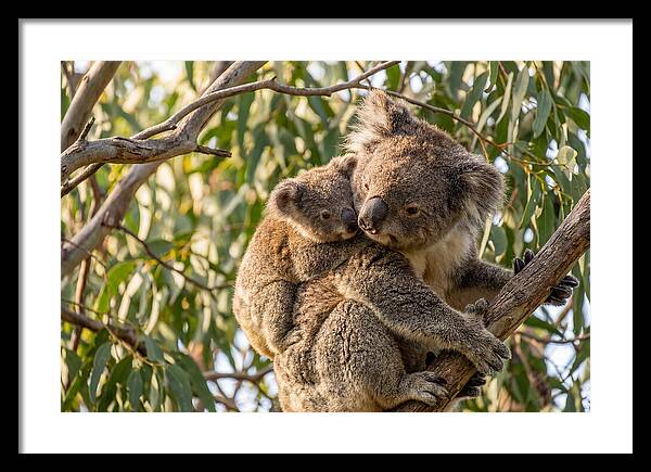 Koala Mother With Joey