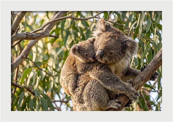 Koala Mother With Joey