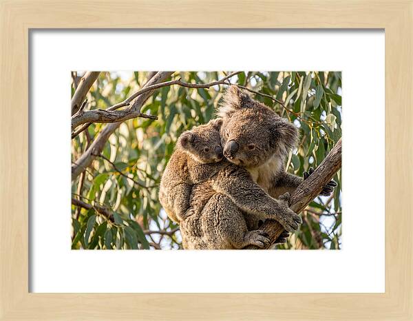 Koala Mother With Joey
