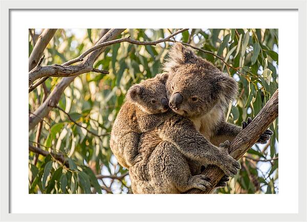 Koala Mother With Joey