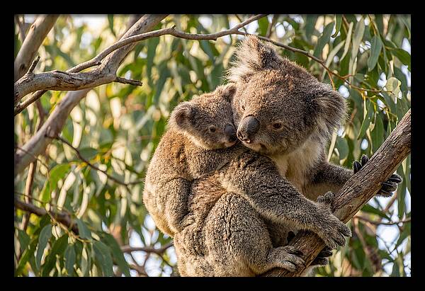 Koala Mother With Joey
