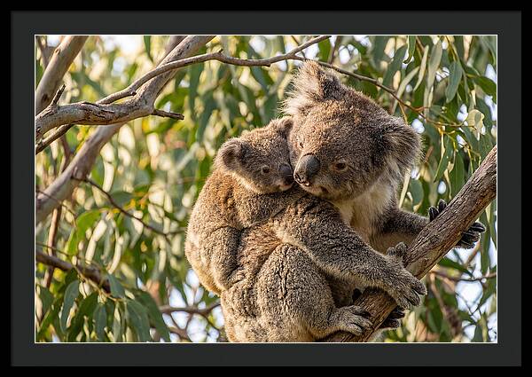 Koala Mother With Joey