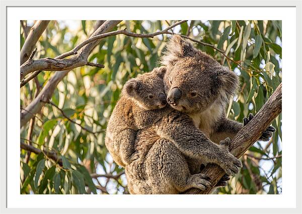 Koala Mother With Joey