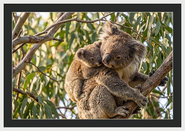 Koala Mother With Joey