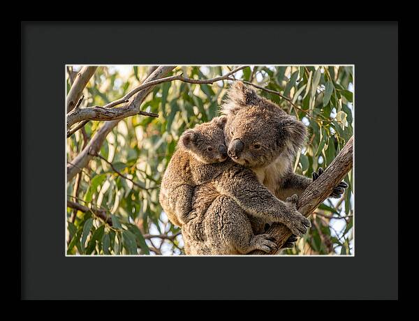 Koala Mother With Joey