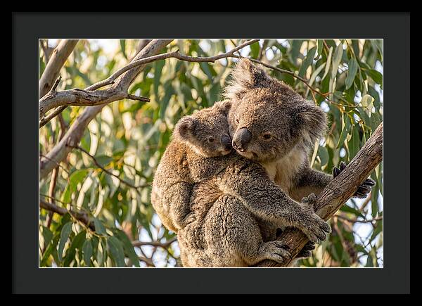 Koala Mother With Joey