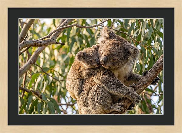 Koala Mother With Joey