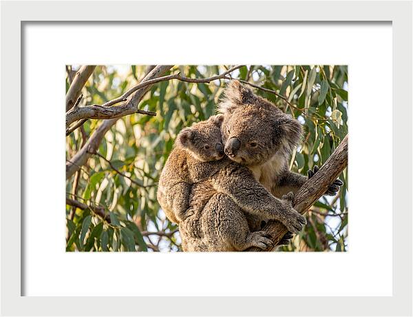 Koala Mother With Joey