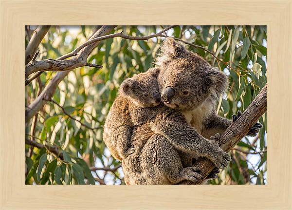 Koala Mother With Joey