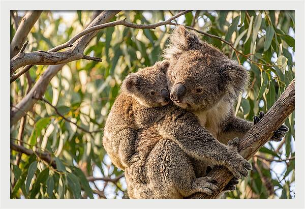 Koala Mother With Joey