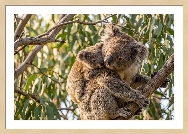 Koala Mother With Joey
