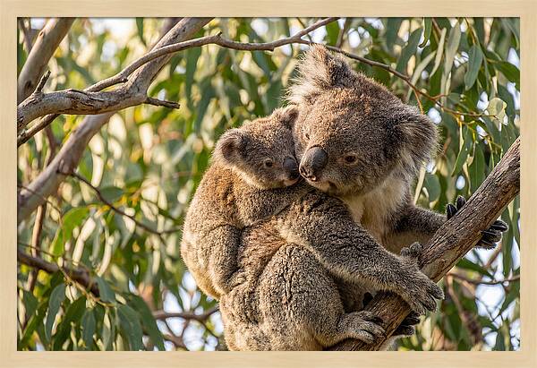 Koala Mother With Joey