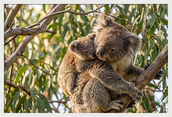 Koala Mother With Joey