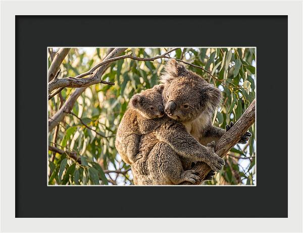 Koala Mother With Joey